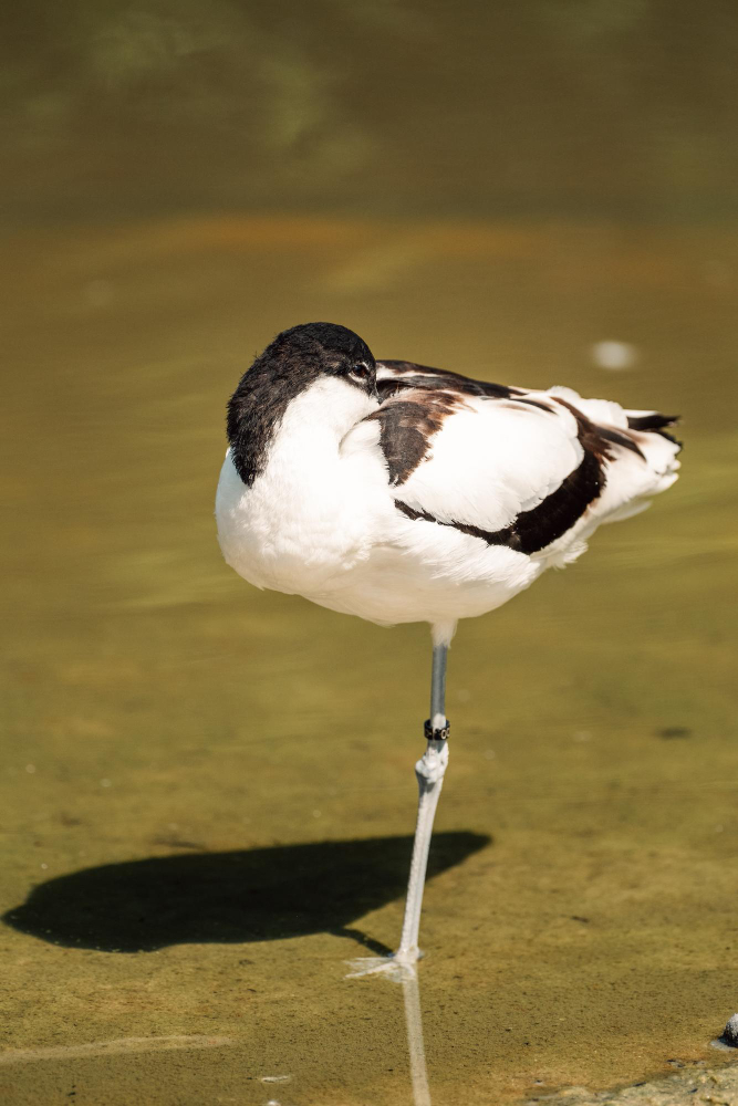 Genc Gazete Kuşlar Tek Ayakları Üzerinde Nasıl Uyuyabiliyor Kuşlar Hakkında Ilginç Bilgiler Bird (1)