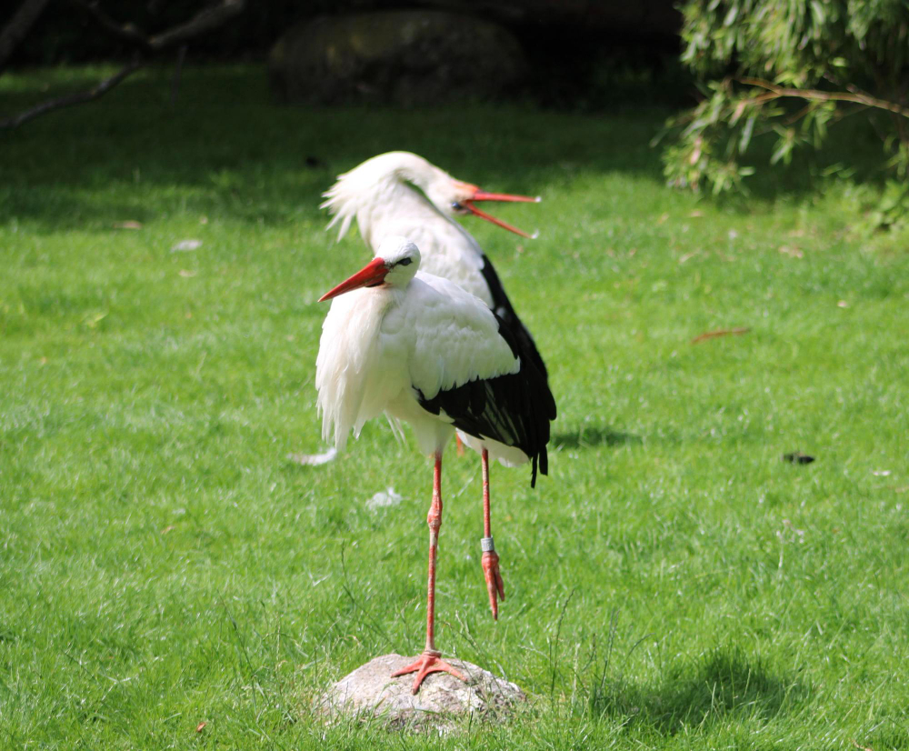 Genc Gazete Kuşlar Tek Ayakları Üzerinde Nasıl Uyuyabiliyor Kuşlar Hakkında Ilginç Bilgiler Bird (10)