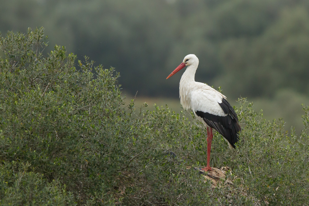 Genc Gazete Kuşlar Tek Ayakları Üzerinde Nasıl Uyuyabiliyor Kuşlar Hakkında Ilginç Bilgiler Bird (8)