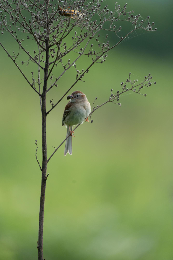 Genc Gazete Kuşlar Tek Ayakları Üzerinde Nasıl Uyuyabiliyor Kuşlar Hakkında Ilginç Bilgiler Bird (9)