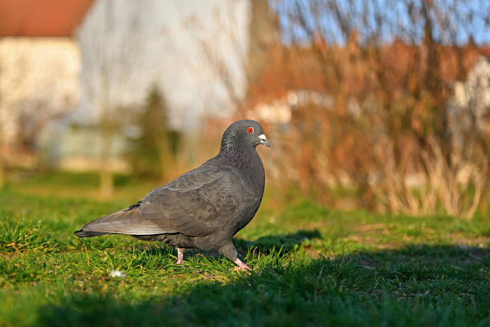 Genc Gazete Ölümünü Gizleyen Kuşlar Neden Sokaklarda Hiç Ölü Güvercin Görmüyoruz Pigeon Guvercinler (10)