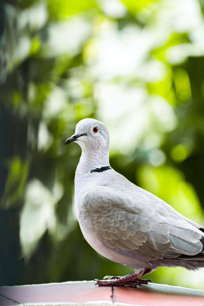 Genc Gazete Ölümünü Gizleyen Kuşlar Neden Sokaklarda Hiç Ölü Güvercin Görmüyoruz Pigeon Guvercinler (12)