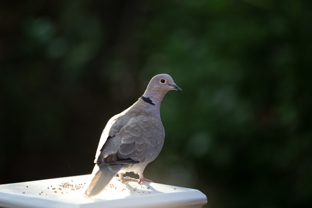 Genc Gazete Ölümünü Gizleyen Kuşlar Neden Sokaklarda Hiç Ölü Güvercin Görmüyoruz Pigeon Guvercinler (13)