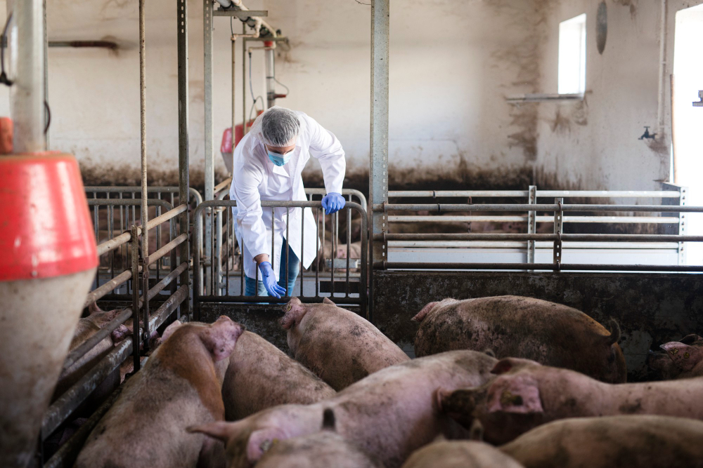 Gençgazete Rüyada Domuz Görmek Ne Anlama Gelir Rüyada Domuz Eti Yeme Pig (5)