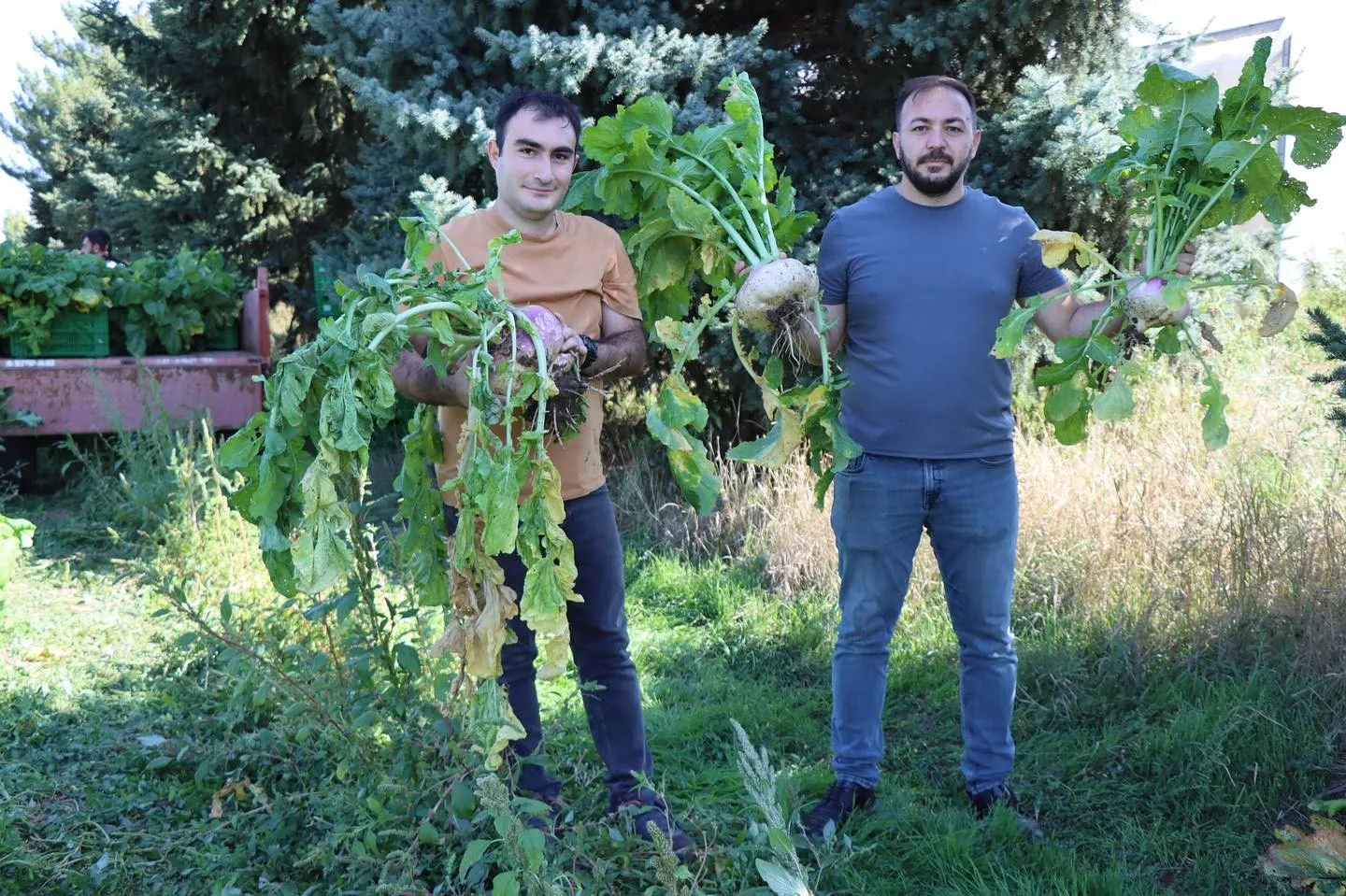 Lokman Hekim, O Bitki O Kadar Faydalı Ki Tarlasının Önünden Geçmek Bile Yeterli Diyor! (3)