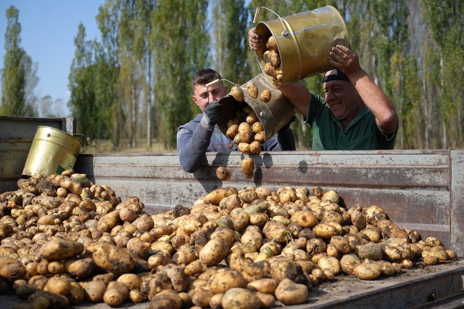 Gençgazete Tarladaki Patates Bereketi Çiftçiye Sevinçten Türküler (1)-1