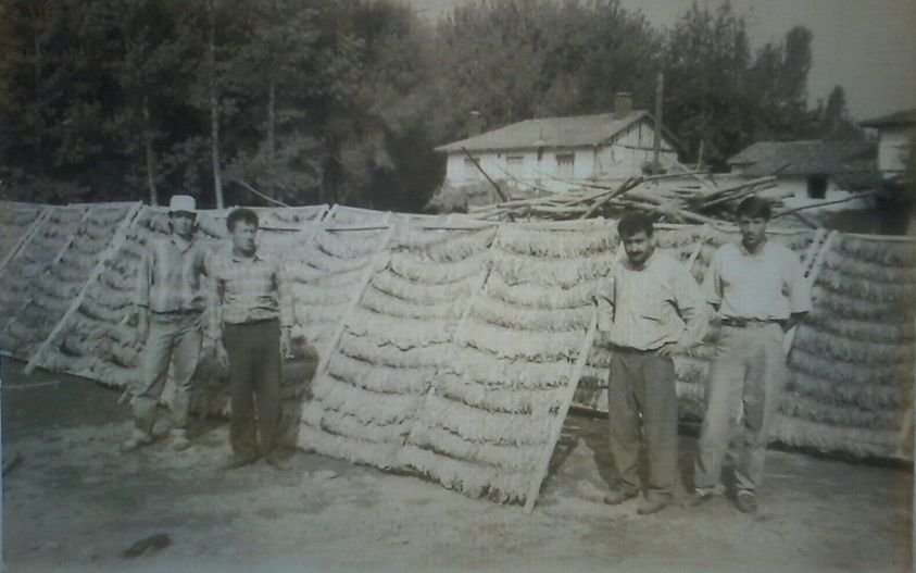 Tütün Yaprak Tekel Ki̇bri̇t İnegöl Gençgazete (16)