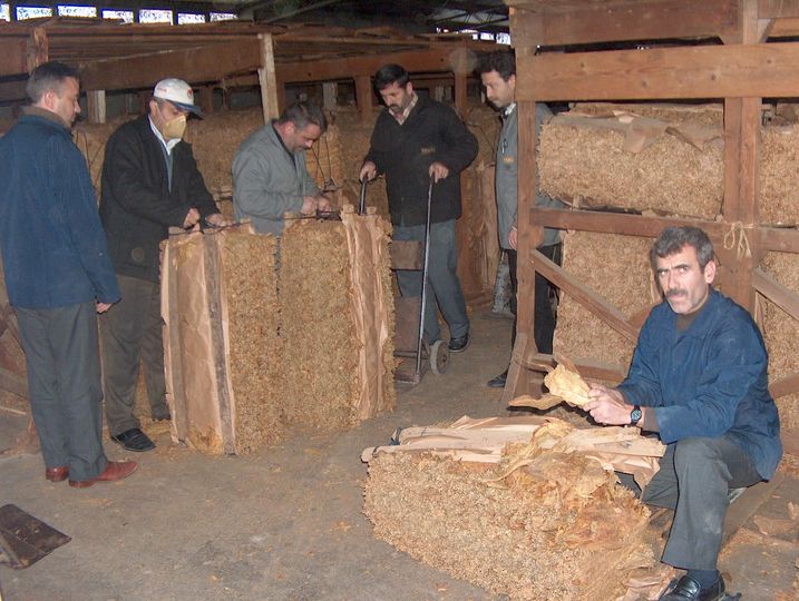 Tütün Yaprak Tekel Ki̇bri̇t İnegöl Gençgazete (9)