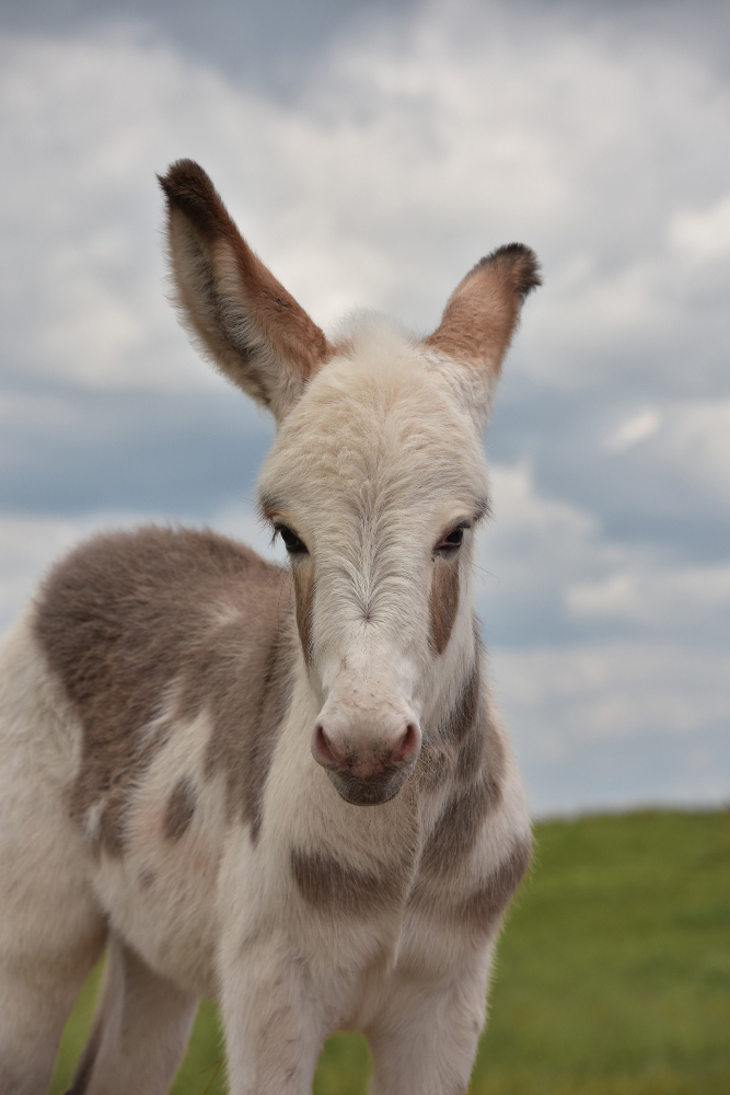 Gençgazete Eşek Merkep Donkey Eşşek (10)