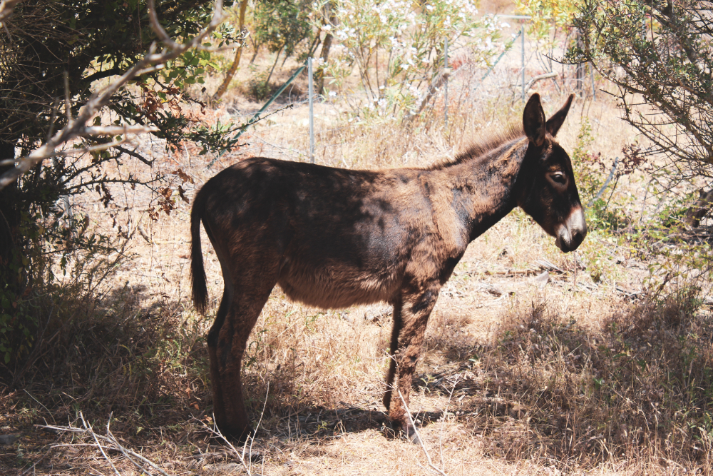 Gençgazete Eşek Merkep Donkey Eşşek (2)