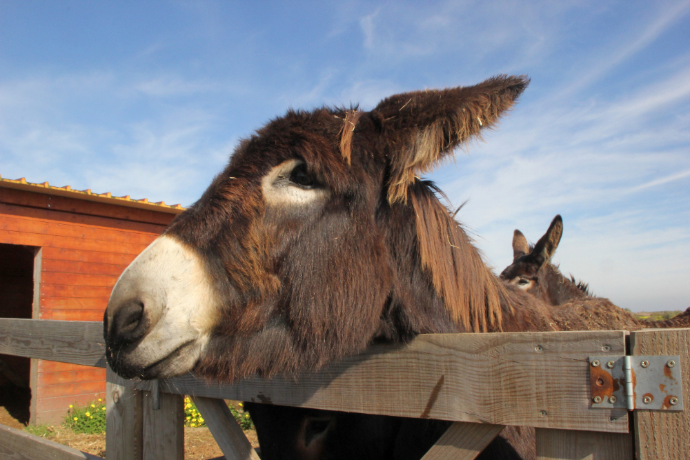 Gençgazete Eşek Merkep Donkey Eşşek (3)