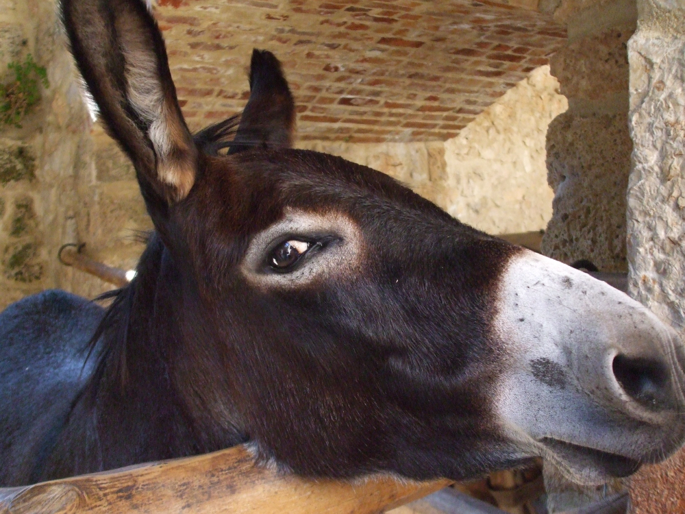 Gençgazete Eşek Merkep Donkey Eşşek (6)