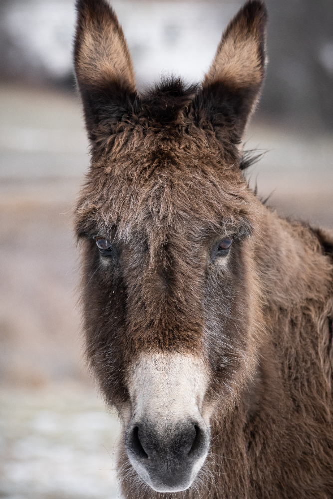 Gençgazete Eşek Merkep Donkey Eşşek (7)