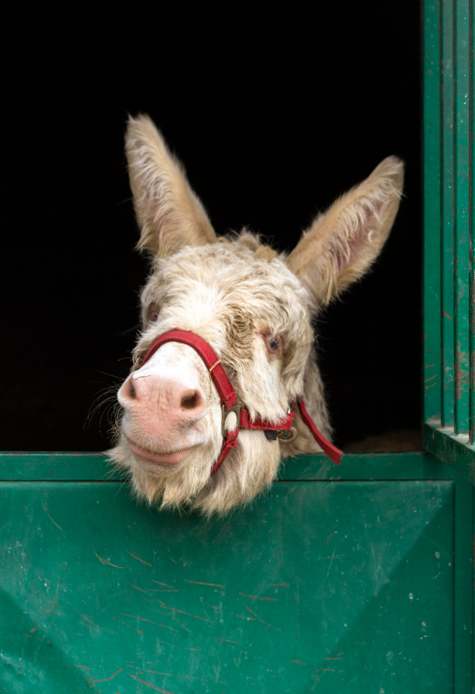 Gençgazete Eşek Merkep Donkey Eşşek (8)