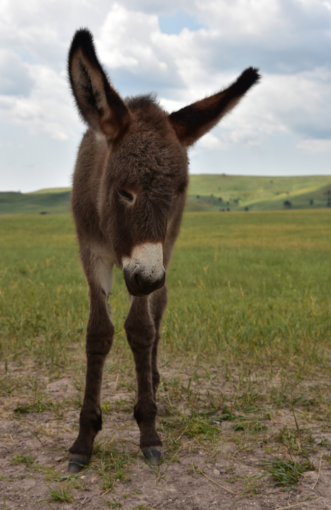 Gençgazete Eşek Merkep Donkey Eşşek (9)