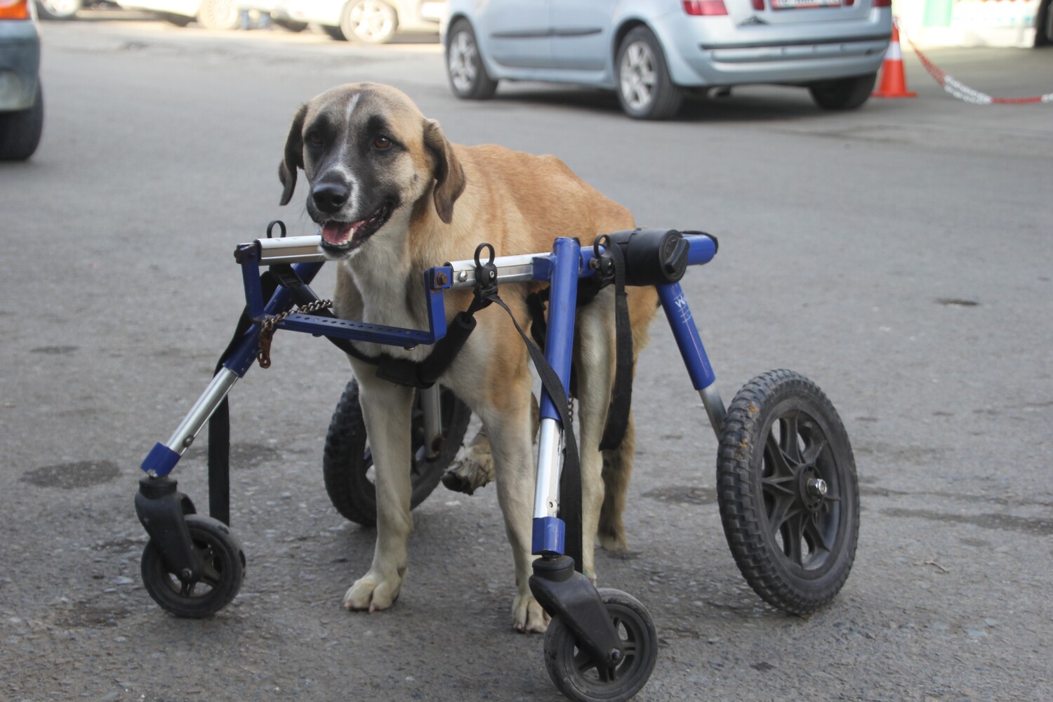 Gençgazete  Sakat Kalan Köpeği İçin 4 Tekerlekli Yürüteç (1)