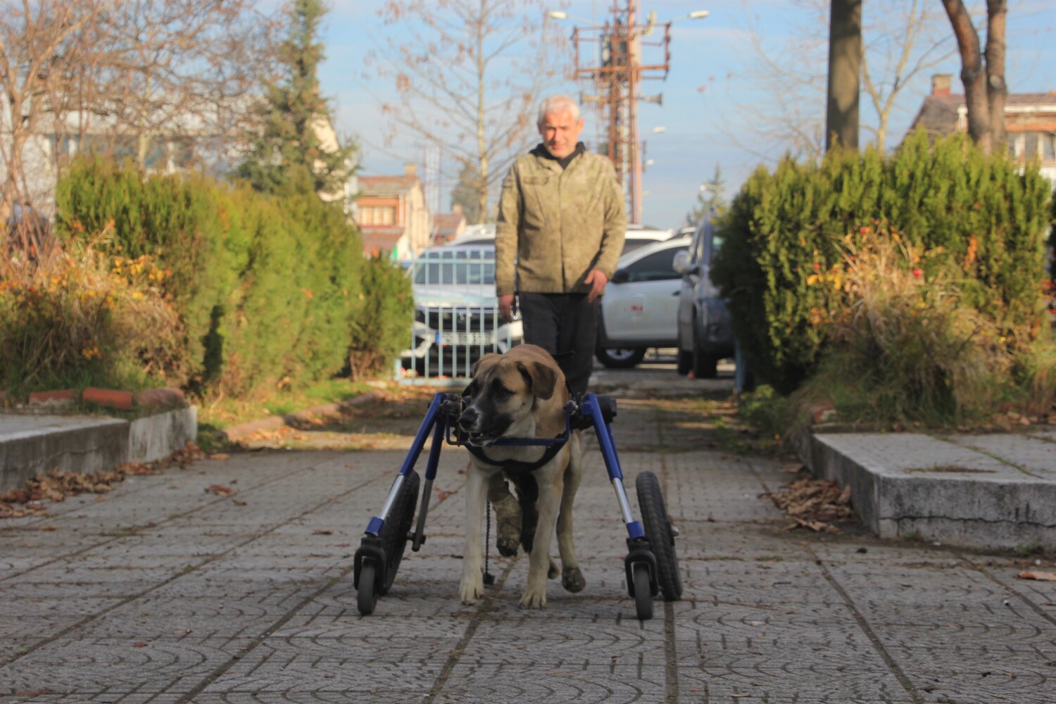 Gençgazete  Sakat Kalan Köpeği İçin 4 Tekerlekli Yürüteç (10)