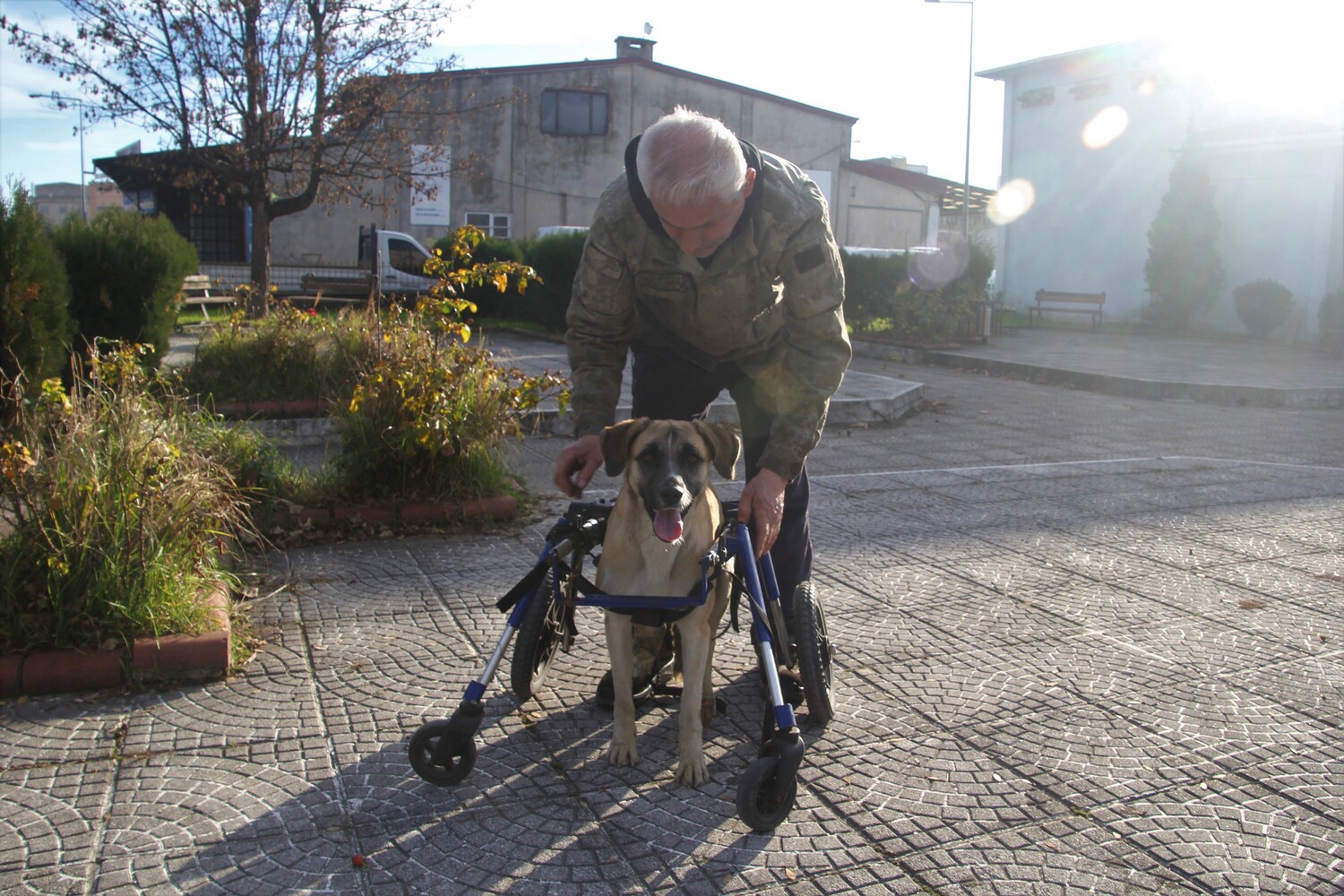 Gençgazete  Sakat Kalan Köpeği İçin 4 Tekerlekli Yürüteç (6)