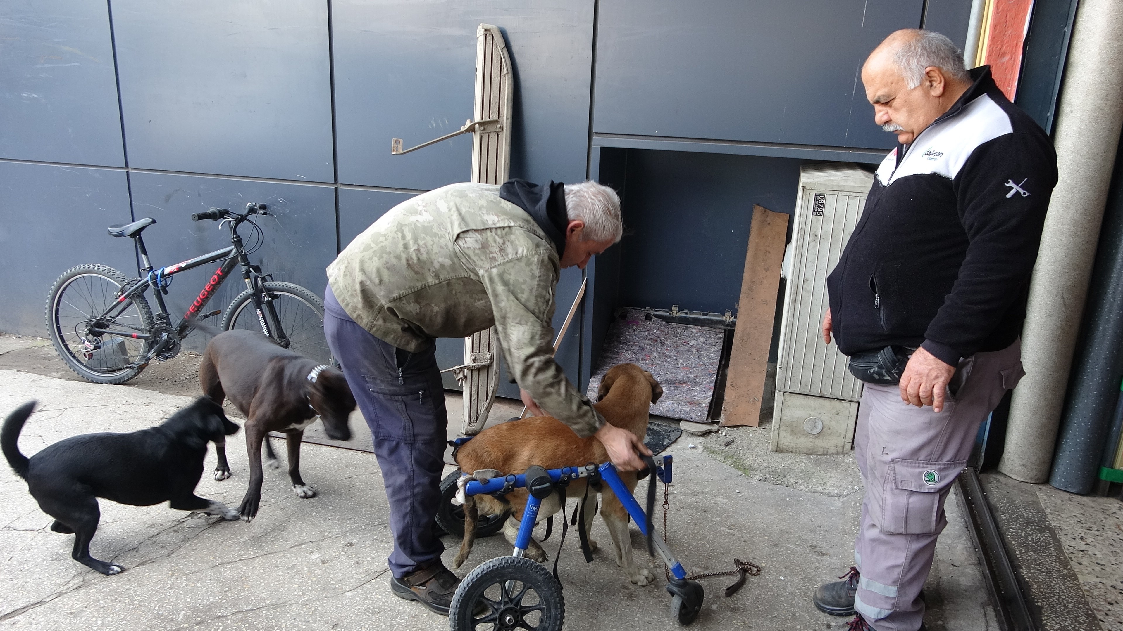 Gençgazete  Sakat Kalan Köpeği İçin 4 Tekerlekli Yürüteç (8)