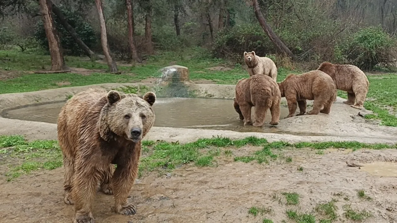 Bursa Karacabey’de Ayı Firarda Ekipler Seferber Oldu (2)