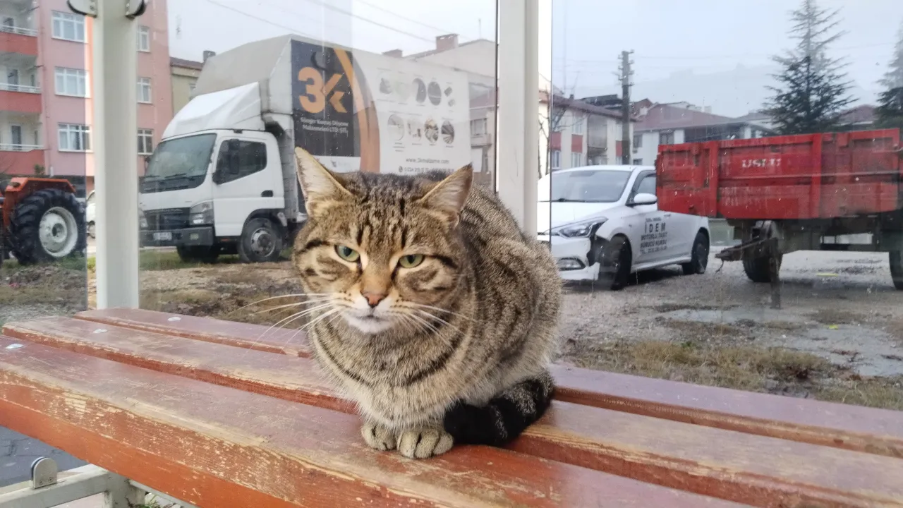 İnegöl'de Otobüs Durağını Evi Yapan Kedinin Yeni Yuvası (1) Gencgazete