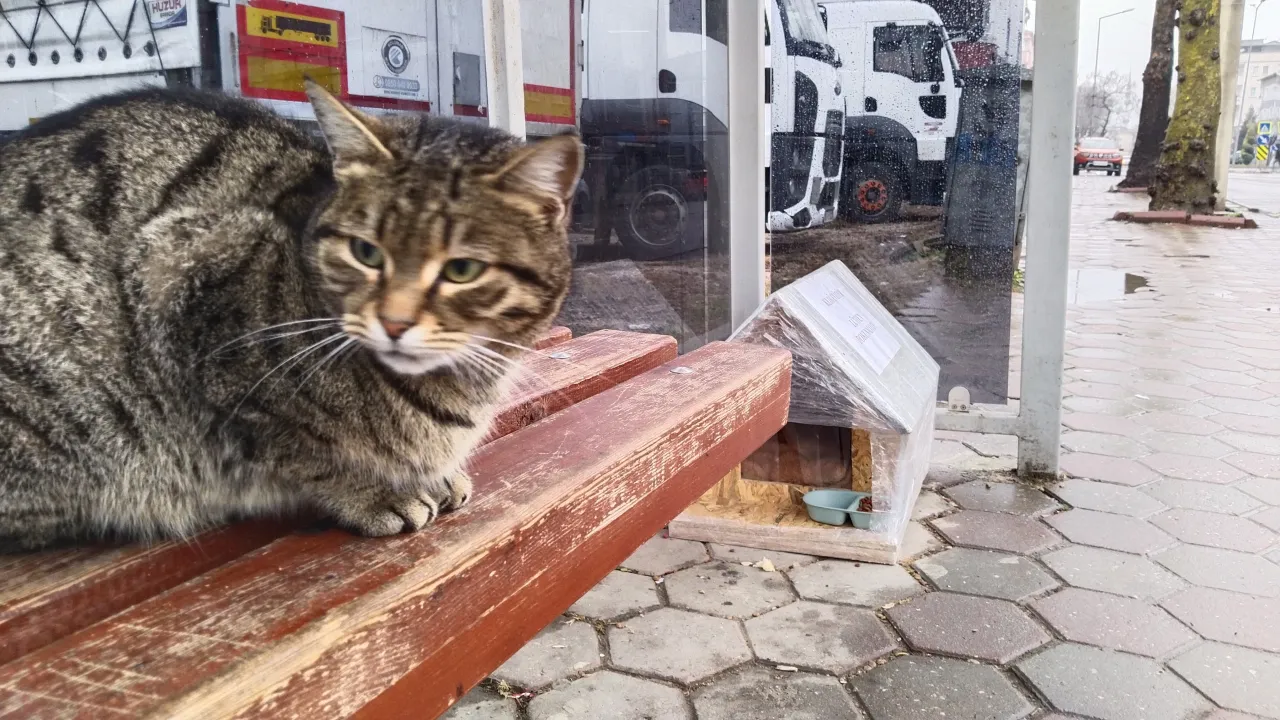 İnegöl'de Otobüs Durağını Evi Yapan Kedinin Yeni Yuvası (2) Gencgazete