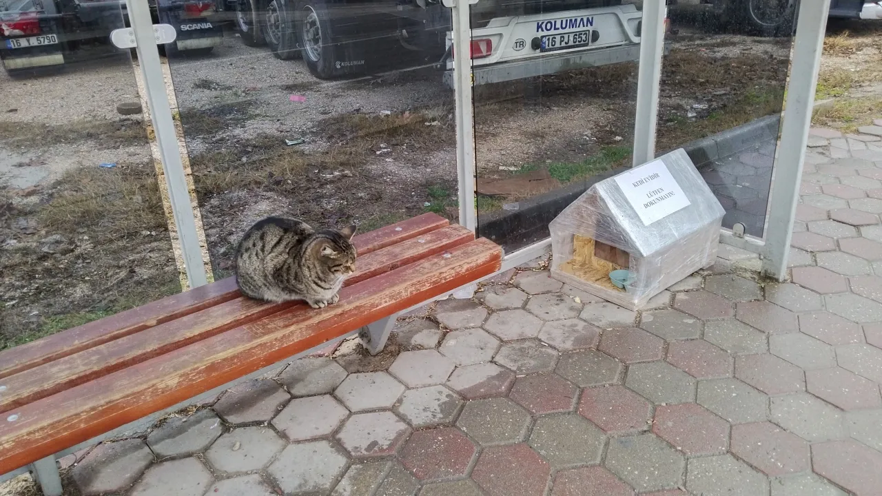 İnegöl'de Otobüs Durağını Evi Yapan Kedinin Yeni Yuvası (6) Gencgazete