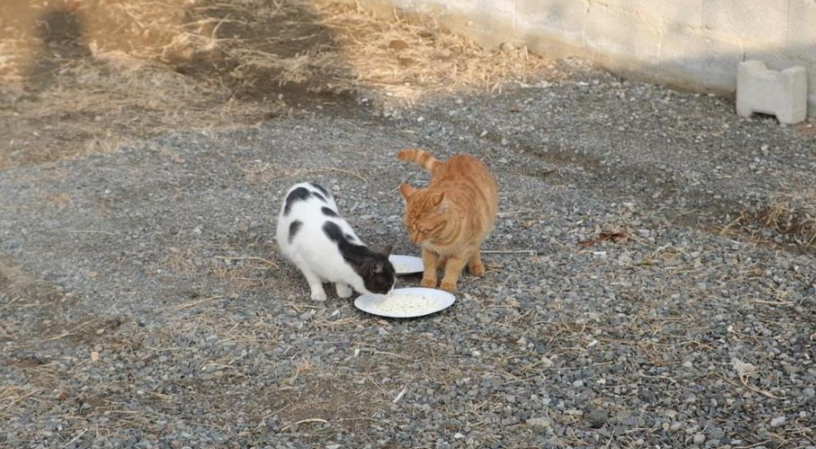 Kediyle Orijinal Ve Sahte Peynir Testi