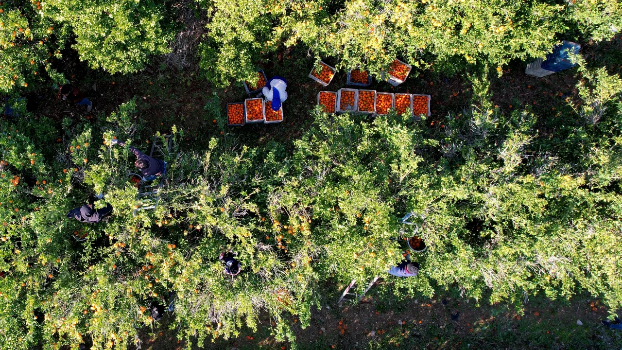 Mandalina Fiyat Artışı, Turunçgiller Üretici Fiyatı, Pazar Mandalina Fiyatları (1)