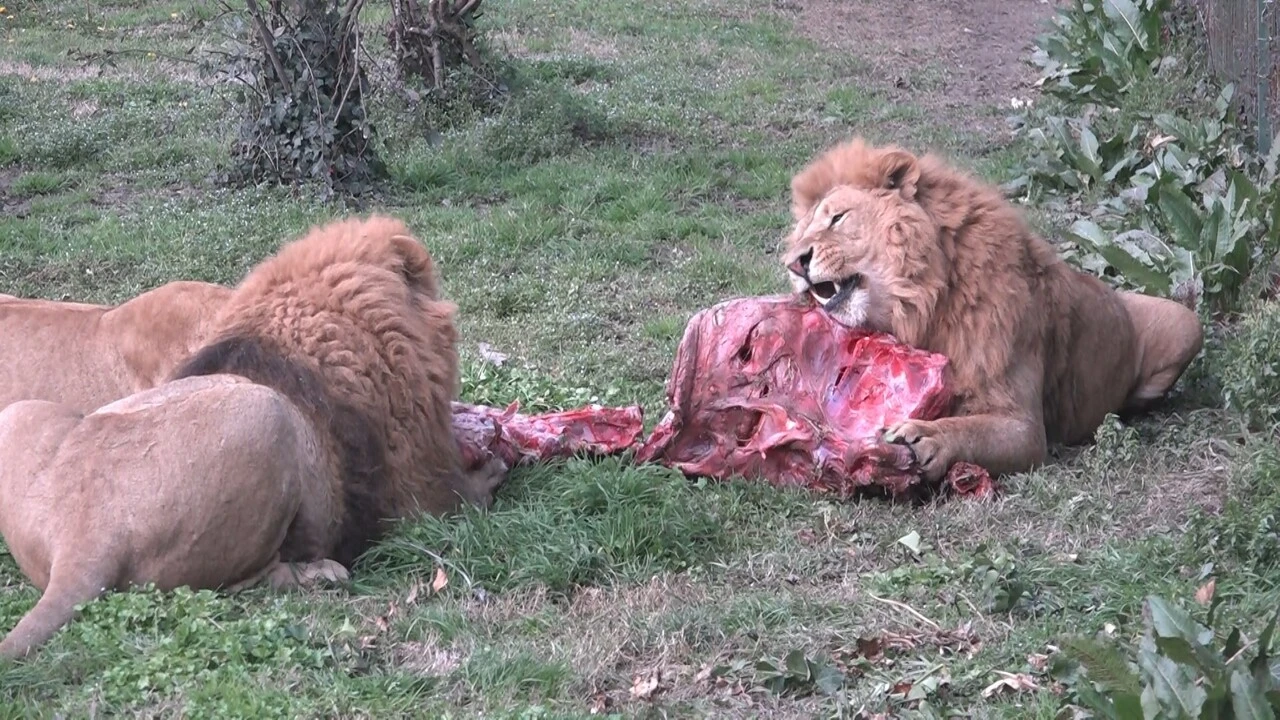 Genç Gazete Bursa Hayvanat Bahçesi 1