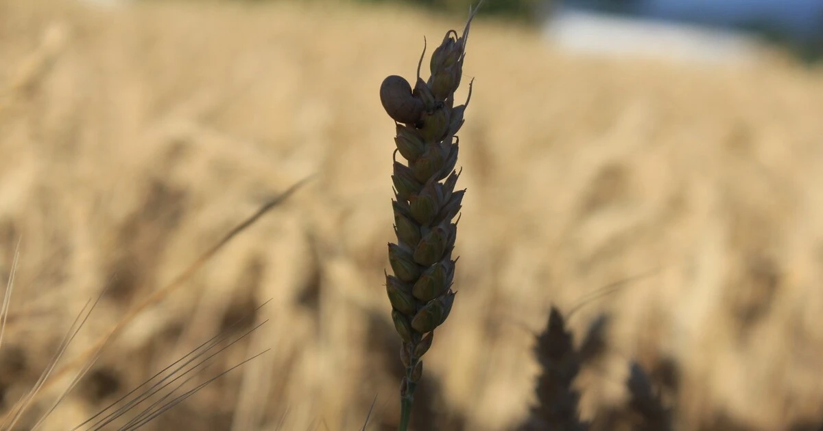 Genç Gazete Tahıl 2