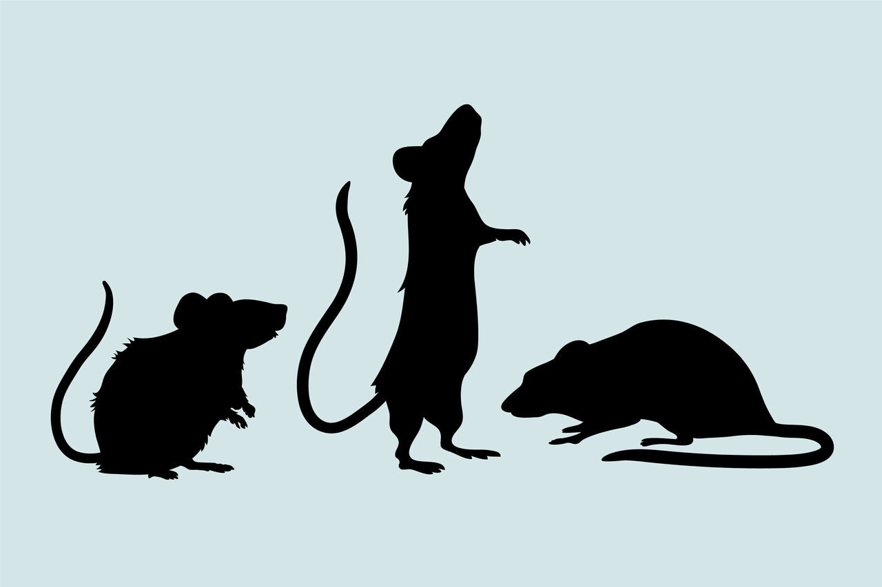 Gencgazete Rüyada Fare Görmek Ne Anlama Geliyor (6)