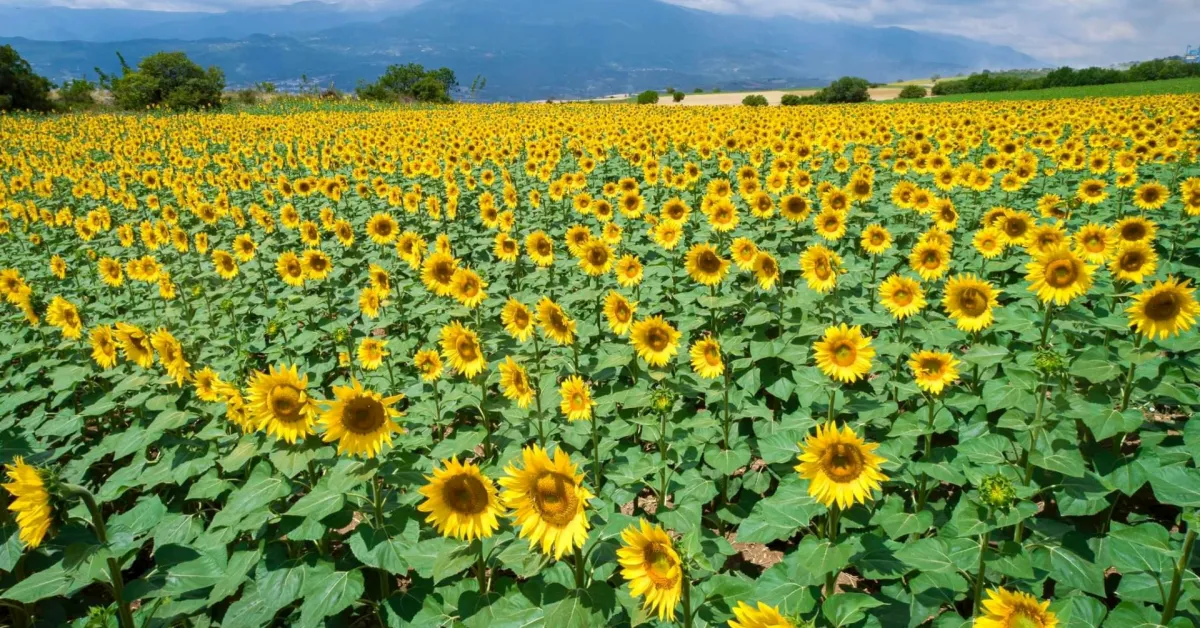 İnegöl Belediyesi’nden Çiftçilere Destek! Ücretsiz Toprak Analiziyle Verimli Üretim (4)