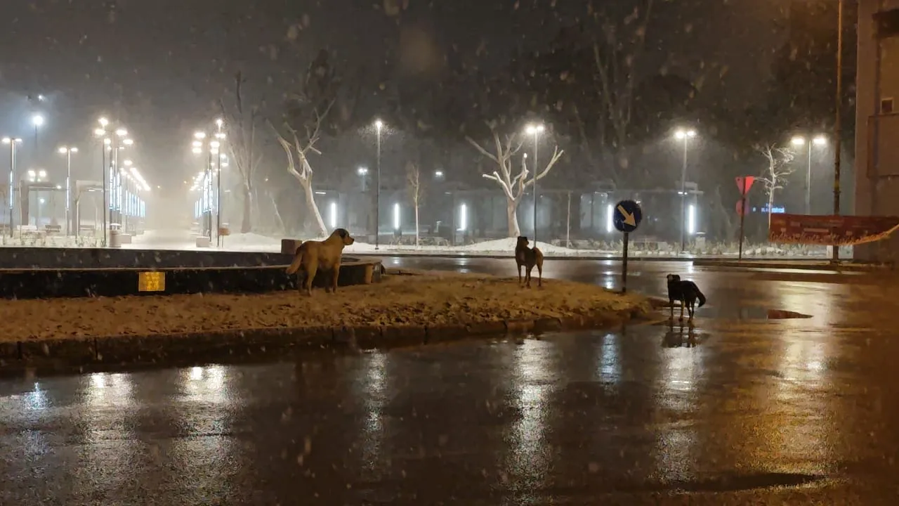 İnegöl’de Başıboş Köpekler Motosiklet Sürücüsüne Saldırdı! (2)