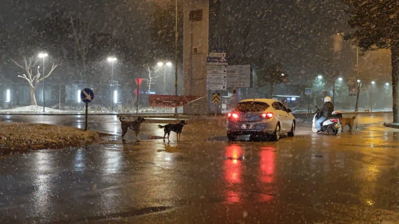 İnegöl’de Başıboş Köpekler Motosiklet Sürücüsüne Saldırdı! (3)