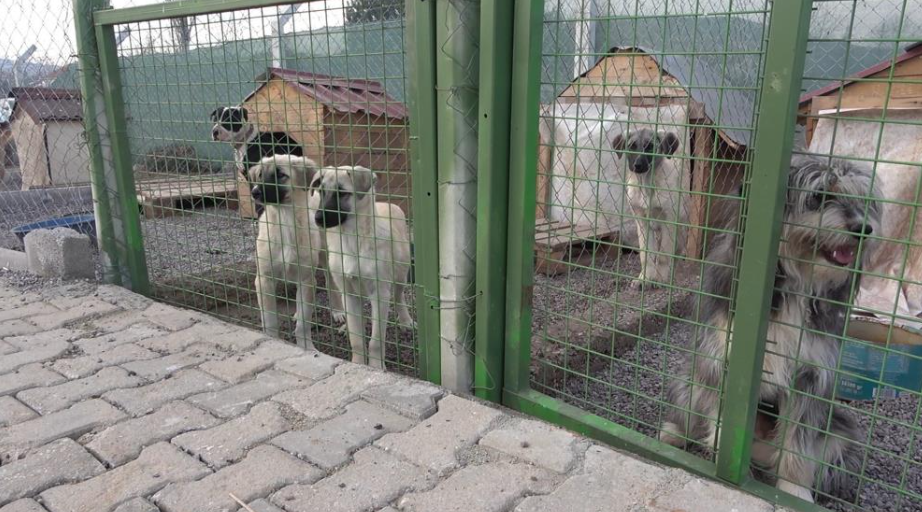 Sahipsiz Hayvanları Sokağa Bırakanlara 71 Bin 965 Tl Ceza! (3)
