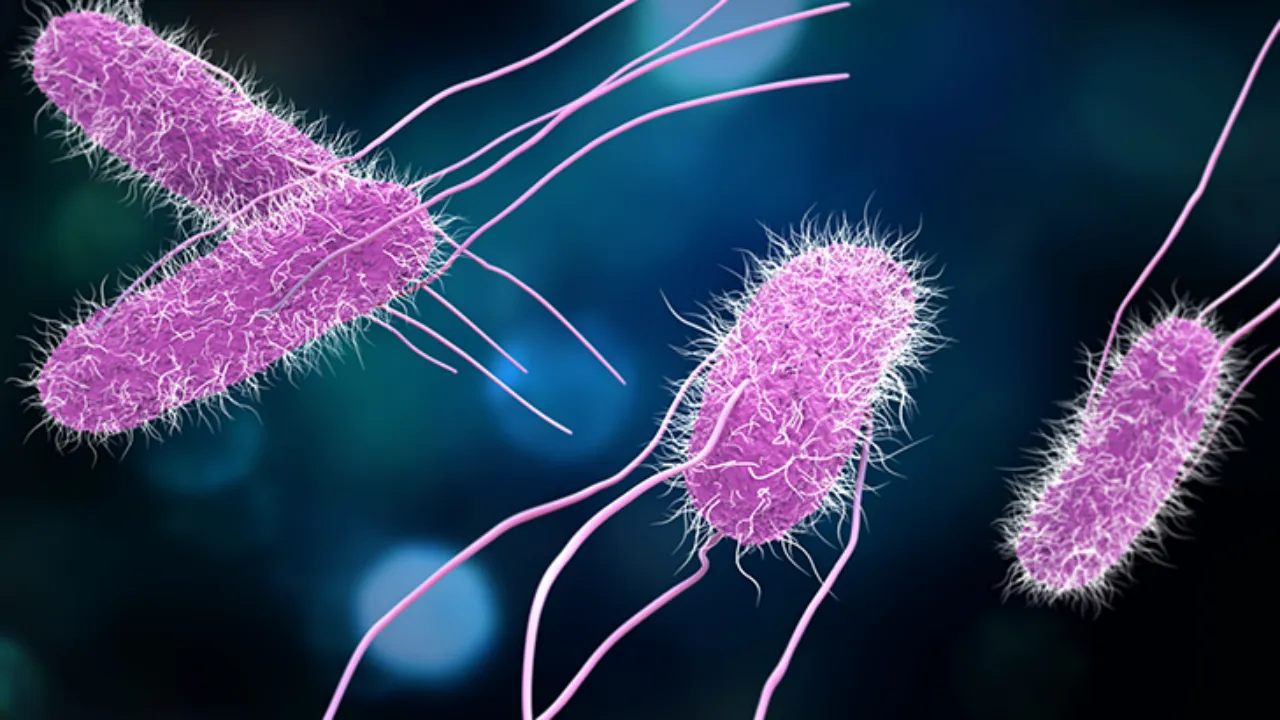 Salmonella Tehlikesi Büyüyor! Şimdi De Yumurtalar Toplatılıyor! Bunlara Dikkat Edin! (4)