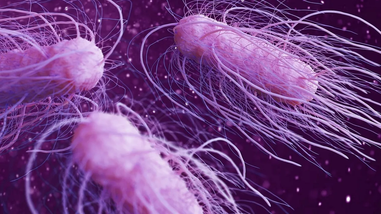Salmonella Tehlikesi Büyüyor! Şimdi De Yumurtalar Toplatılıyor! Bunlara Dikkat Edin! (5)