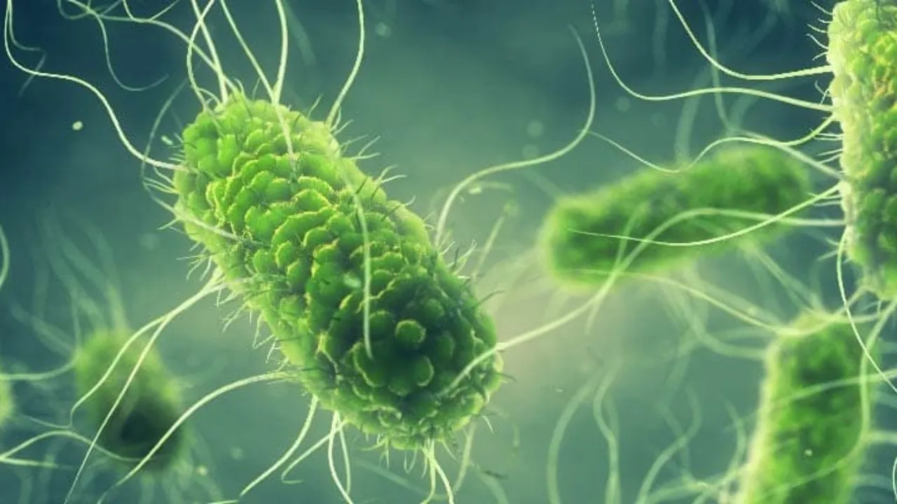 Salmonella Tehlikesi Büyüyor! Şimdi De Yumurtalar Toplatılıyor! Bunlara Dikkat Edin! (6)