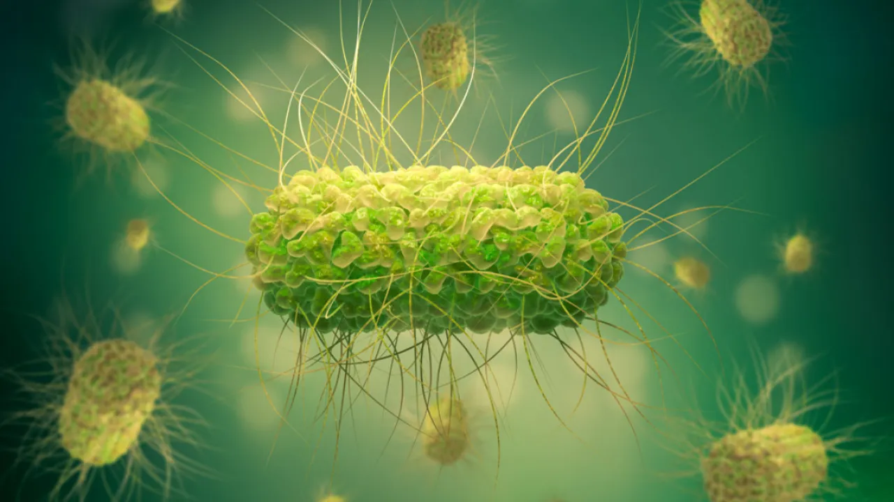 Salmonella Tehlikesi Büyüyor! Şimdi De Yumurtalar Toplatılıyor! Bunlara Dikkat Edin! (7)