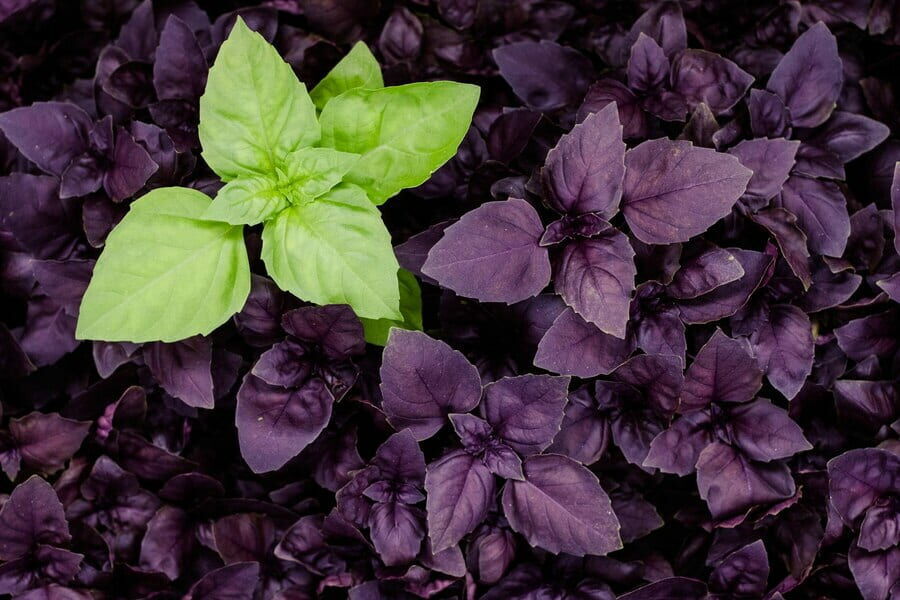 Bağışıklığı Güçlendiriyor, Stresi Azaltıyor, Sindirimi Destekliyor! (2)-1