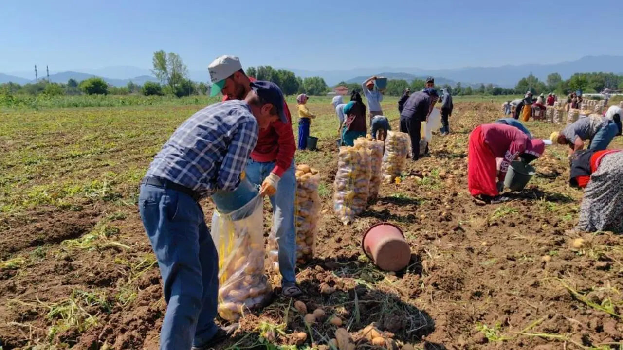 Genç Gazete Patates 2