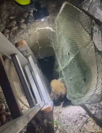 Kuyuya Düşen Yavru Köpek Kurtarıldı (2)