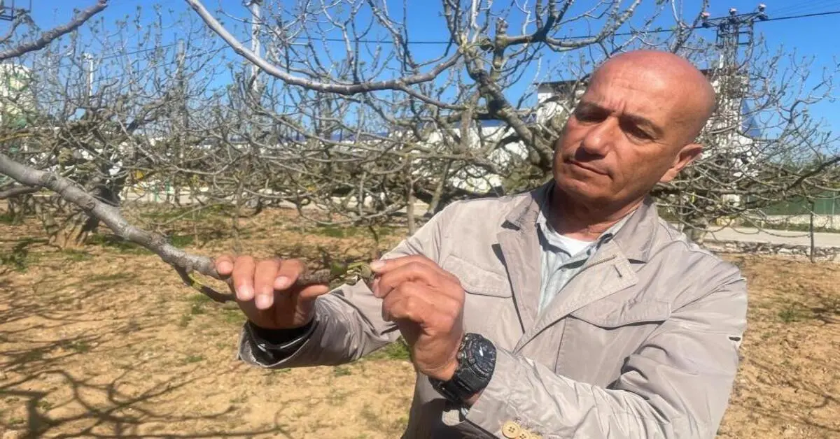 Genç Gazete Bursa Siyahı, Zirai Don’dan Etkilenmedi 1