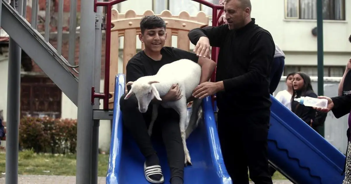 Genç Gazete Bursa'da Maviş Kuzu, Benlioğlu Ailesinin Aile Bireyi Gibi Yaşıyor!