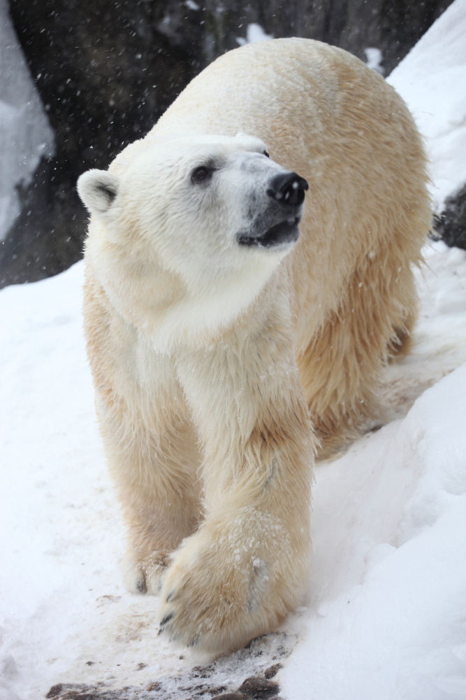 Kutuplardaki Hayvanların Yaşam Sırrı Arctic Animals Gencgazete (13)
