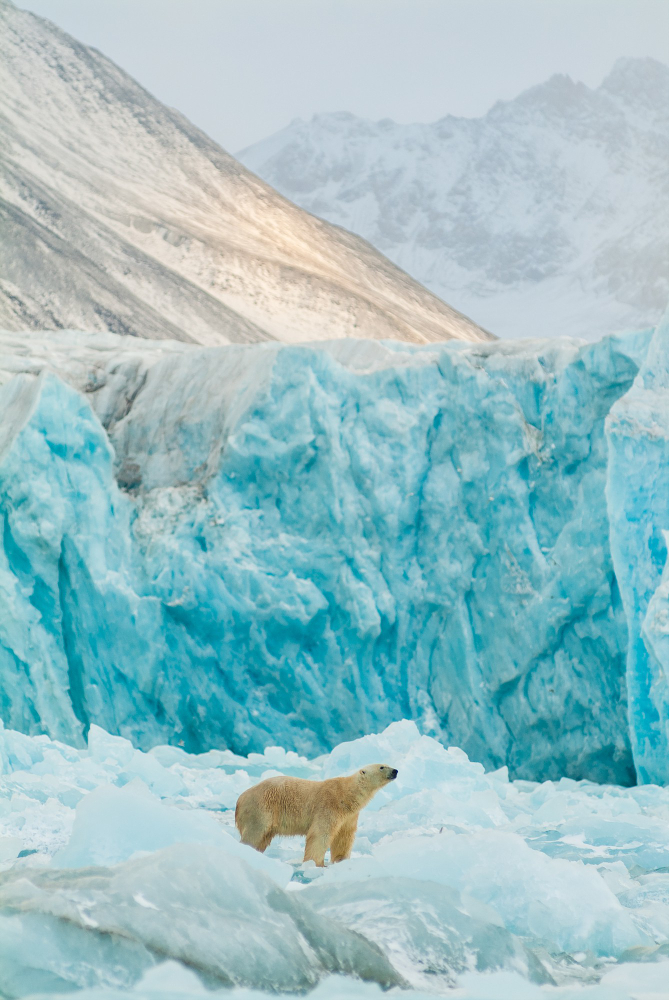 Kutuplardaki Hayvanların Yaşam Sırrı Arctic Animals Gencgazete (14)