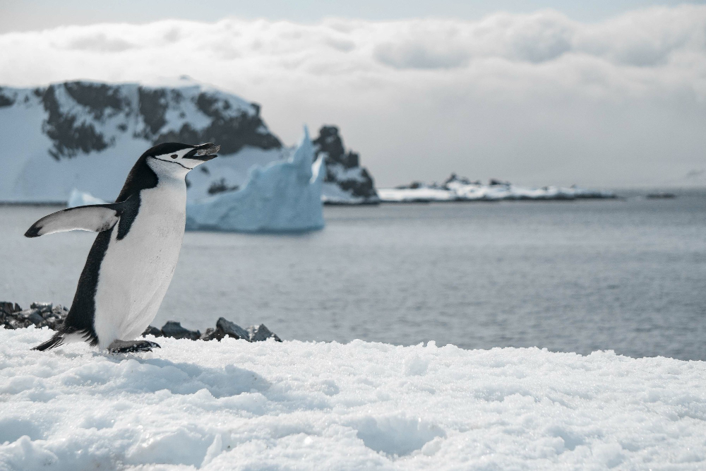 Kutuplardaki Hayvanların Yaşam Sırrı Arctic Animals Gencgazete (15)