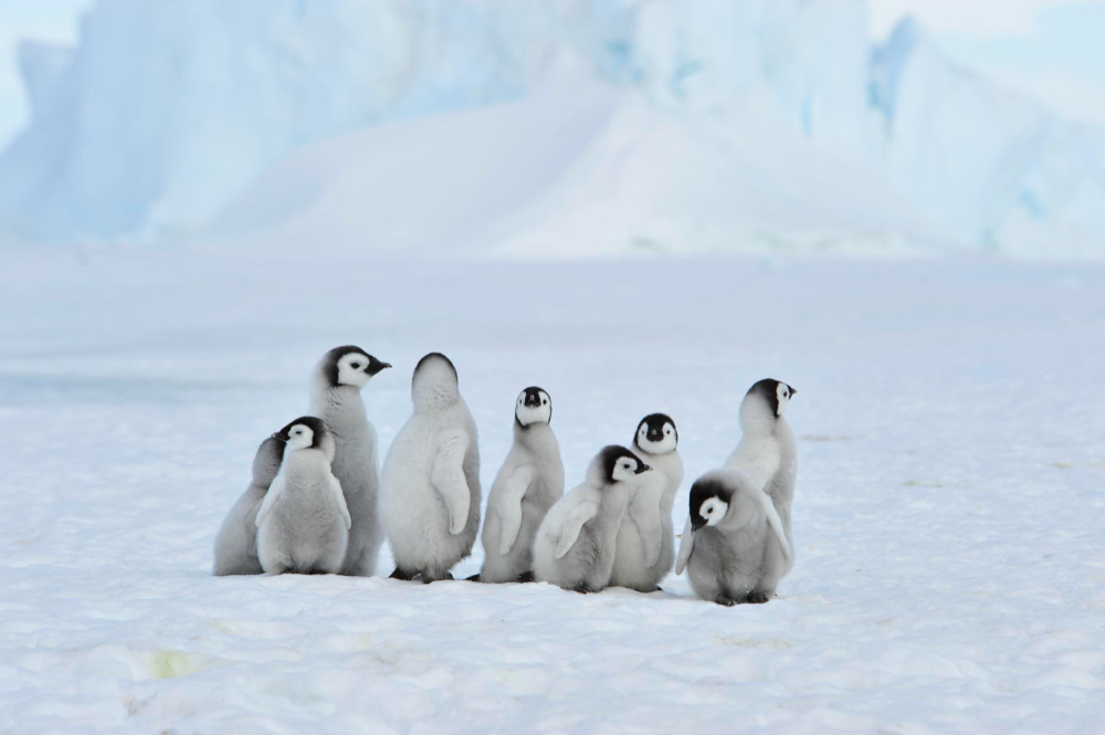 Kutuplardaki Hayvanların Yaşam Sırrı Arctic Animals Gencgazete (16)