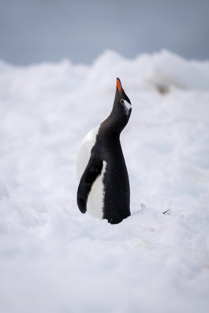 Kutuplardaki Hayvanların Yaşam Sırrı Arctic Animals Gencgazete (17)